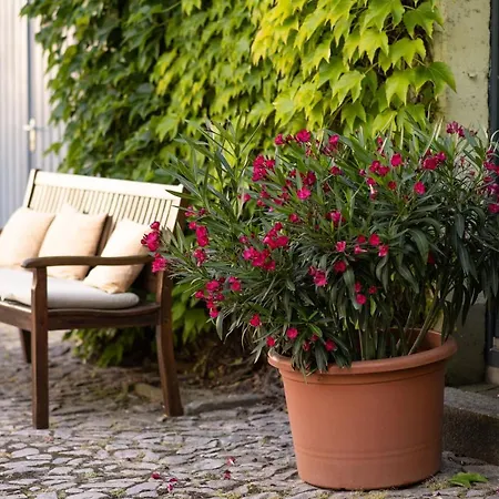 Moritz An Der Elbe 3*